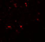 ELOVL7 Antibody in Immunohistochemistry (IHC)