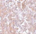 ELOVL7 Antibody in Immunohistochemistry (IHC)