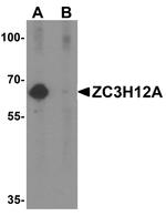 ZC3H12A Antibody in Western Blot (WB)