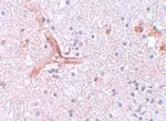 ZC3H12C Antibody in Immunohistochemistry (IHC)