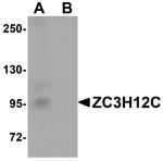 ZC3H12C Antibody in Western Blot (WB)