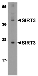 SIRT3 Antibody in Western Blot (WB)