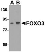 FOXO3A Antibody in Western Blot (WB)