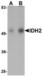 IDH2 Antibody in Western Blot (WB)