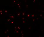 IFITM1 Antibody in Immunocytochemistry (ICC/IF)