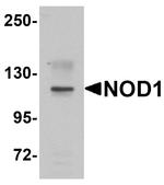 NOD1 Antibody in Western Blot (WB)