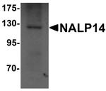 NALP14 Antibody in Western Blot (WB)