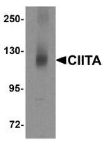 CIITA Antibody in Western Blot (WB)