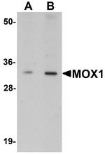 MOX1 Antibody in Western Blot (WB)