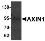 AXIN1 Antibody in Western Blot (WB)