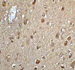 MFSD2A Antibody in Immunohistochemistry (IHC)