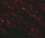 EFCAB4B Antibody in Immunohistochemistry (IHC)