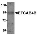 EFCAB4B Antibody in Western Blot (WB)