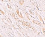 TMEM59 Antibody in Immunohistochemistry (IHC)