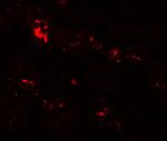 ZIP1 Antibody in Immunohistochemistry (IHC)