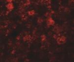 ZIP12 Antibody in Immunohistochemistry (IHC)