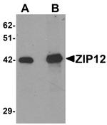 ZIP12 Antibody in Western Blot (WB)