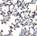 AXIN2 Antibody in Immunohistochemistry (Paraffin) (IHC (P))