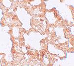 AXIN2 Antibody in Immunohistochemistry (Paraffin) (IHC (P))