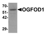 OGFOD1 Antibody in Western Blot (WB)