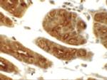 SGK1 Antibody in Immunohistochemistry (IHC)