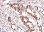 LHR Antibody in Immunohistochemistry (Paraffin) (IHC (P))