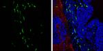 IBA1 Antibody in Immunohistochemistry (Frozen) (IHC (F))