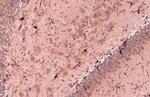 IBA1 Antibody in Immunohistochemistry (Paraffin) (IHC (P))