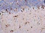 IBA1 Antibody in Immunohistochemistry (Paraffin) (IHC (P))