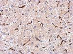 IBA1 Antibody in Immunohistochemistry (Paraffin) (IHC (P))