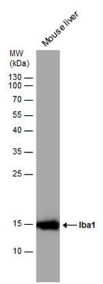 IBA1 Antibody in Western Blot (WB)