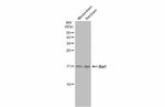 IBA1 Antibody in Western Blot (WB)