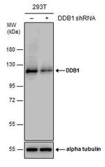 DDB1 Antibody