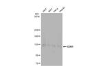 DDB1 Antibody in Western Blot (WB)