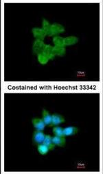 CLCA1 Antibody in Immunocytochemistry (ICC/IF)