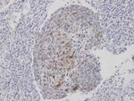 CLCA1 Antibody in Immunohistochemistry (Paraffin) (IHC (P))