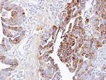 Dynactin 1 Antibody in Immunohistochemistry (Paraffin) (IHC (P))