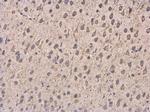 Dynactin 1 Antibody in Immunohistochemistry (Paraffin) (IHC (P))