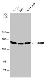 Dynactin 1 Antibody in Western Blot (WB)