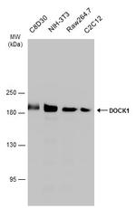 DOCK1 Antibody in Western Blot (WB)