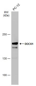 DOCK1 Antibody in Western Blot (WB)