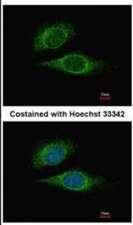 ELF3 Antibody in Immunocytochemistry (ICC/IF)