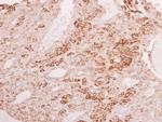 ELF3 Antibody in Immunohistochemistry (Paraffin) (IHC (P))