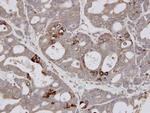 ELF3 Antibody in Immunohistochemistry (Paraffin) (IHC (P))