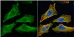 EML1 Antibody in Immunocytochemistry (ICC/IF)