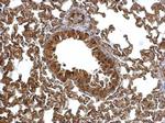 EML1 Antibody in Immunohistochemistry (Paraffin) (IHC (P))