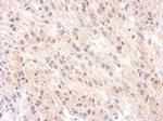 Complement Factor H Antibody in Immunohistochemistry (Paraffin) (IHC (P))