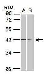 GALR2 Antibody in Western Blot (WB)