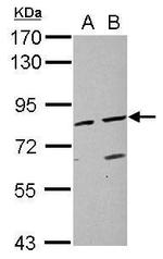 KAO Antibody in Western Blot (WB)