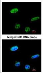 RASSF1 Antibody in Immunocytochemistry (ICC/IF)